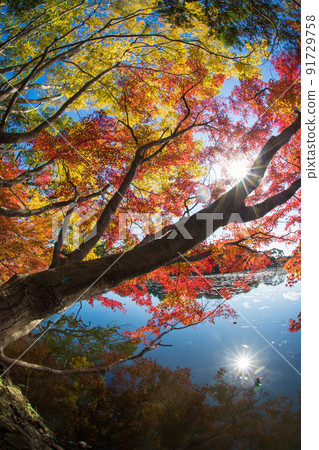 Autumn leaves of the recommended shrine (Nakatsu City, Oita Prefecture) Autumn leaves of the recommended shrine (Nakatsu City, Oita Prefecture) 91729758