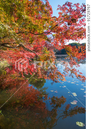 推薦神社的紅葉（大分縣中津市） 91729767