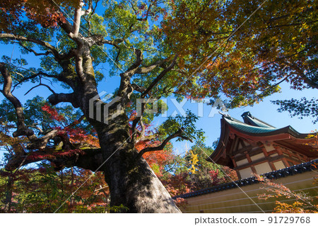 推薦神社的紅葉（大分縣中津市） 91729768