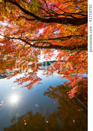 Autumn leaves of the recommended shrine (Nakatsu City, Oita Prefecture) 91729792