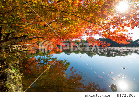 Autumn leaves of the recommended shrine (Nakatsu City, Oita Prefecture) Autumn leaves of the recommended shrine (Nakatsu City, Oita Prefecture) 91729803