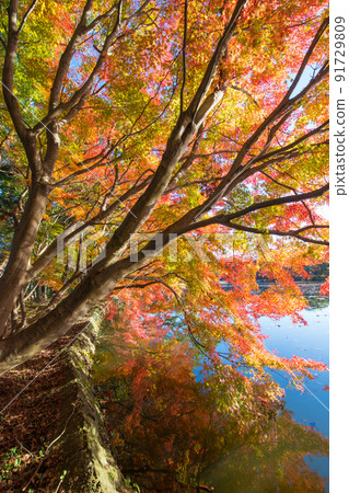 推薦神社的紅葉（大分縣中津市） 91729809