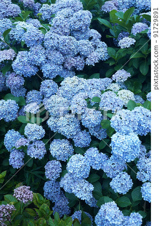 Hydrangea 7164 Hydrangea 7164 91729891