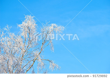 Branches of a tree covered in snow on a sunny day against a blue sky with copy space. Frozen twigs and leaves. Below details of frosty branches on a tree in the forest. Fresh snowfall in the woods 91729892