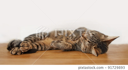 Lazy pet tabby cat lying on wooden floor inside against a white wall background with copyspace. Adorable little domestic animal sleeping, napping at home. Cute furry, hairy feline purring in comfort 91729893