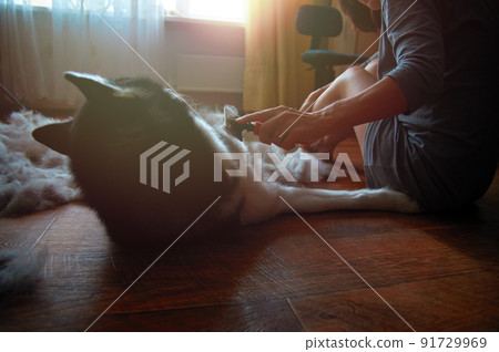 Dog molting. Husky dog combs out the girl mistress, side view 91729969