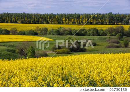 yellow rapseed field at daylight with selective focus 91730186