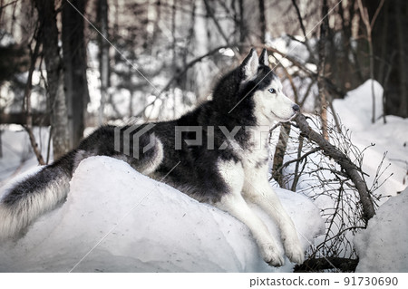 Cute haski dog looks around. High quality photo husky dog Cute haski dog looks around. High quality photo husky dog 91730690