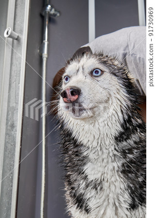 Washes cute wet funny dog Siberian Husky 91730969