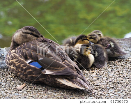 Parent and child of duck 91730970