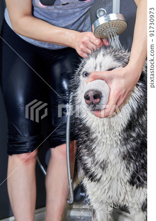 Hands soap the husky dog, siberian husky dog washing Hands soap the husky dog, siberian husky dog washing 91730973