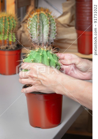 Transplanting a large cactus into a new pot 91731022