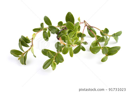 Cowberry leaves isolated on white 91731023