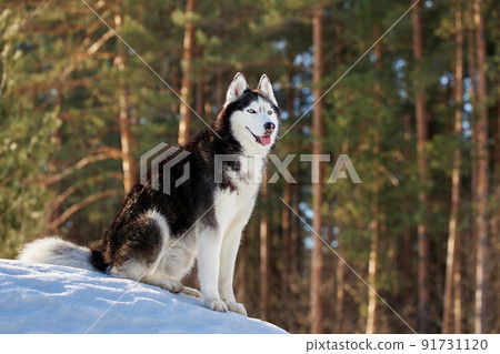 Portrait siberian husky dog in sunny winter forest. Portrait siberian husky dog in sunny winter forest. 91731120