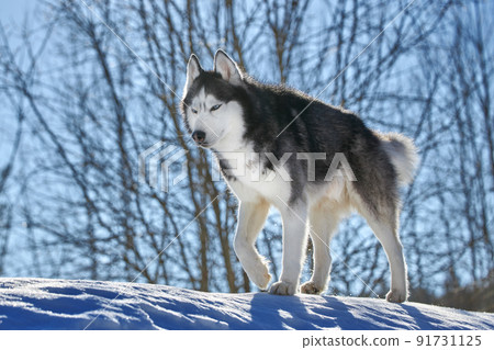 Cute siberian husky dog portrait in sunny winter forest. 91731125