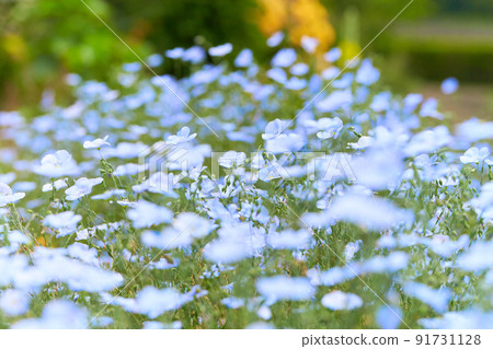 Perennial flax 91731128