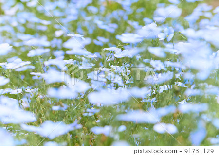 Perennial flax_2 91731129