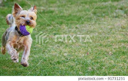 Hows that for speed. Full length shot of a Yorkshire Terrier playing fetch outside in the garden during the day. 91731231