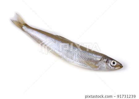 Smelt fish isolated on white Smelt fish isolated on white 91731239