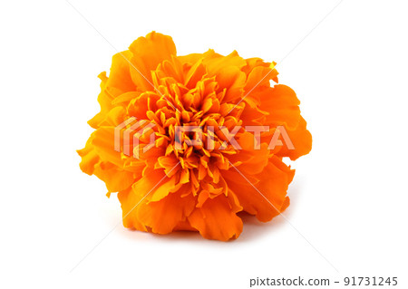 Marigold isolated on white 91731245