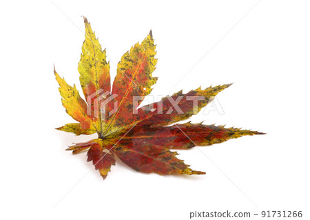 Autumn maple leaf 91731266