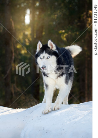 Cute playful husky dog on walk in sunny winter forest. 91731349