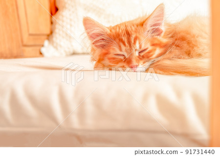 Ginger kitten sleeps on the bed in sunny room. Ginger kitten sleeps on the bed in sunny room. 91731440