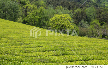 山谷中空氣清新的寶城大韓茶園綠茶田 山谷中空氣清新的寶城大韓茶園綠茶田 91731518