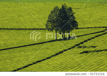 Boseong Daehan Tea Garden green tea field in the clear air of the mountain valley 91731528