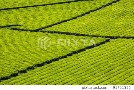 Boseong Daehan Tea Garden green tea field in the clear air of the mountain valley 91731535