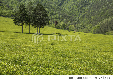 Boseong Daehan Tea Garden green tea field in the clear air of the mountain valley 91731543