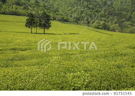 Boseong Daehan Tea Garden green tea field in the clear air of the mountain valley 91731545
