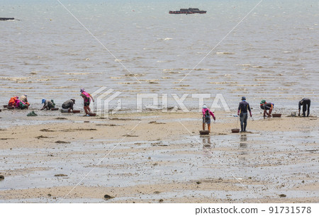 People digging for shells in the muddy sea at low tide People digging for shells in the muddy sea at low tide 91731578
