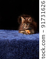 Beautiful portrait of maine coon kitten. Dark background. 91731626