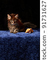 Beautiful portrait of maine coon kitten. Dark background. 91731627