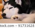 Husky dog sleeps curled up on the couch, close-up. 91731628