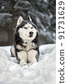 Siberian Husky dog black and white colour with blue eyes in winter forest. 91731629