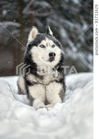 Siberian Husky dog black and white colour with blue eyes in winter forest. Siberian Husky dog black and white colour with blue eyes in winter forest. 91731629