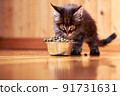 Kitten maine coon eats dry food from a metal bowl 91731631