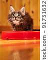 Maine Coon's little kitten is sitting by the bowl and looking up. Kitten's muzzle is stained with milk 91731632