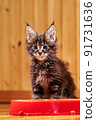 Maine Coon's little kitten is sitting by the bowl. Kitten's muzzle is stained with milk 91731636