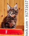Maine Coon's little kitten is sitting by the bowl. Kitten's muzzle is stained with milk 91731637