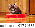 Maine Coon's little kitten is sitting by the bowl and looking at the camera. Kitten's muzzle is stained with milk 91731638