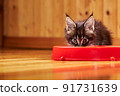Maine Coon's little kitten is sitting by the bowl and looking at the camera. Kitten's muzzle is stained with milk 91731639