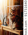 Big Maine Coon cat sits on table by the window and looks at the camera 91731640