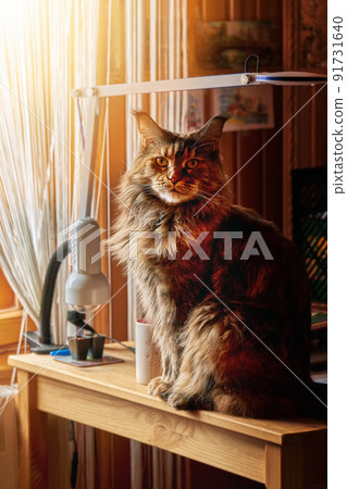 Big Maine Coon cat sits on table by the window and looks at the camera 91731640