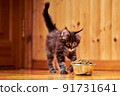 Maine Coon kitten runs up to a bowl of dry food 91731641