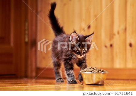 Maine Coon kitten runs up to a bowl of dry food 91731641