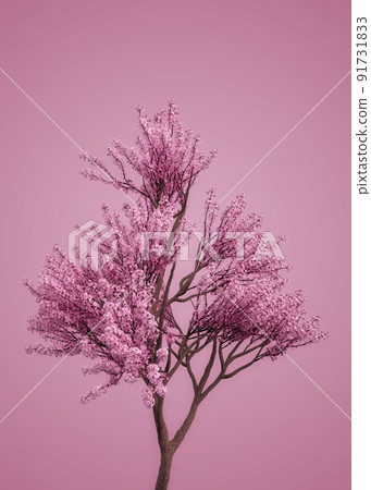3D Sakura branches in pink 91731833