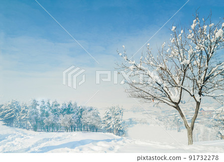 Trees in the winter. Image of a snowy landscape. Trees in the winter. Image of a snowy landscape. 91732278
